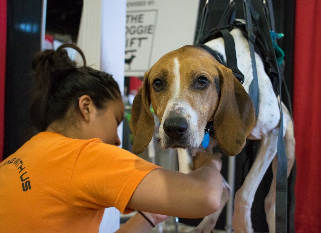 Mandy gets her nails trimmed in The Doggie Lift. ( Madison McQueen)