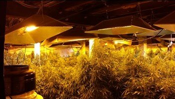 15-292257_Marijuana_grow